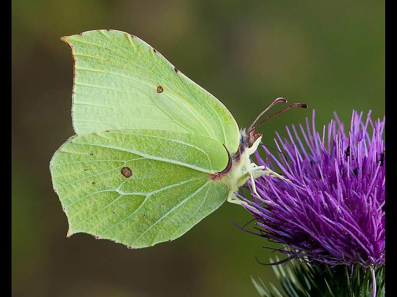 Charles Whitfield-King - Brimstone on Thistle.jpg